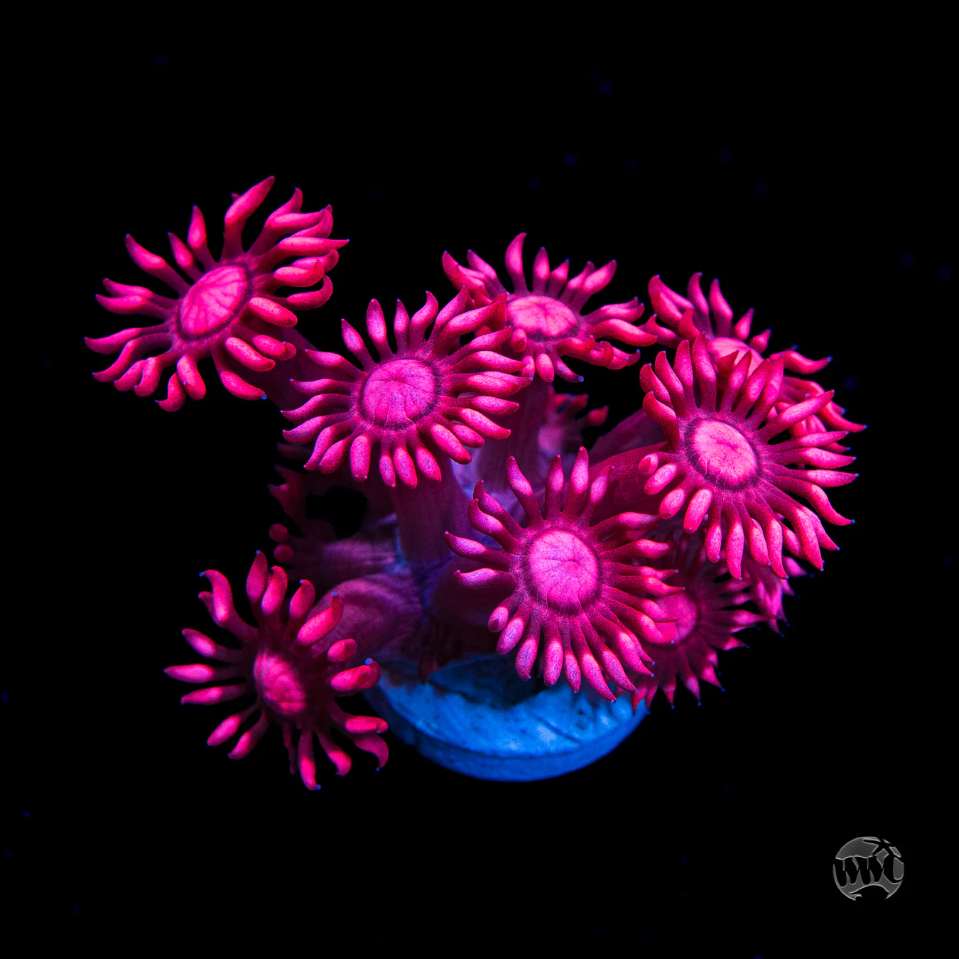 Sale Frag Collection